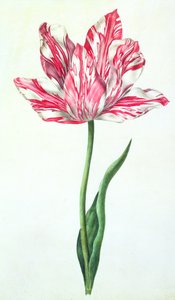 Tulipano, c.1675